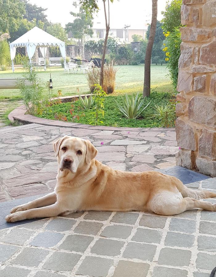 مبيت وإفطار A Dog'S Story, جايبور المظهر الخارجي الصورة