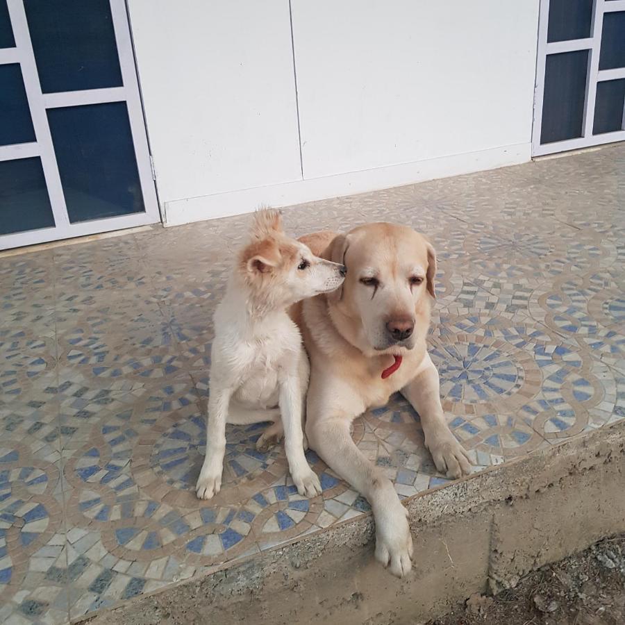 مبيت وإفطار A Dog'S Story, جايبور المظهر الخارجي الصورة