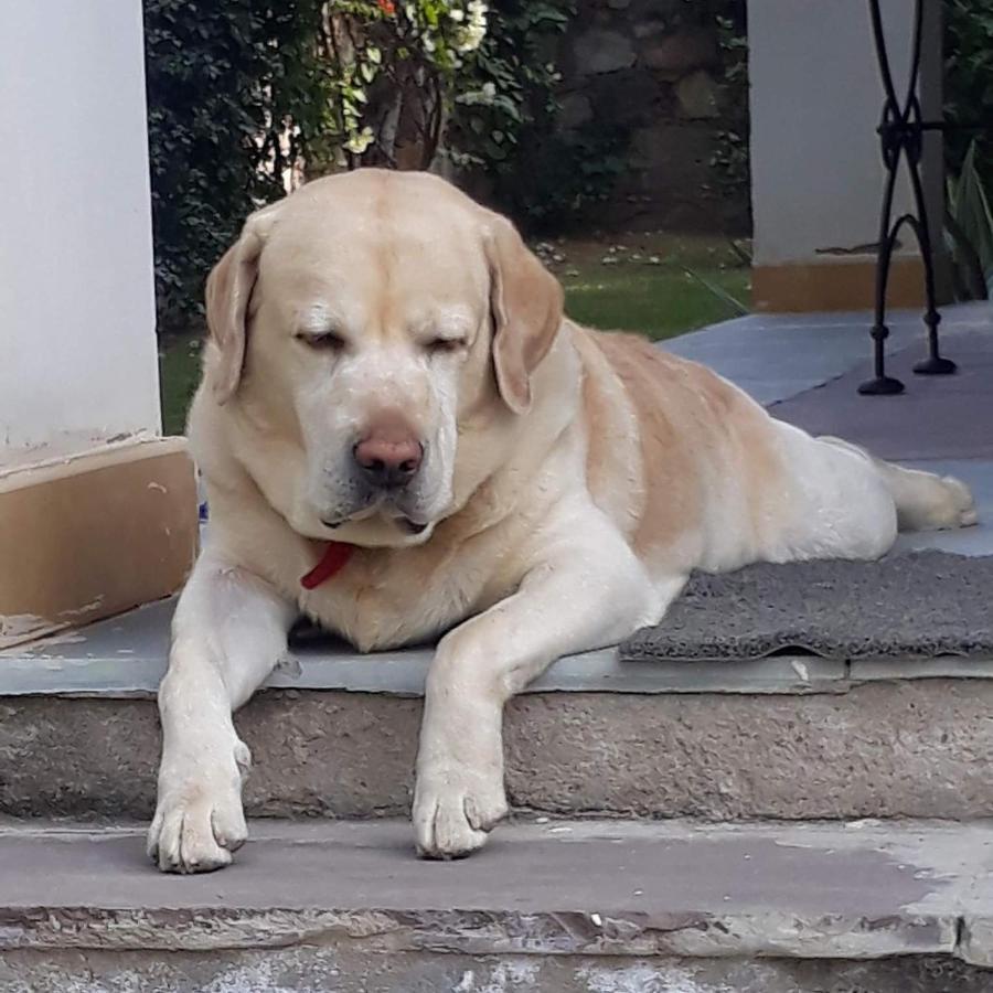 مبيت وإفطار A Dog'S Story, جايبور المظهر الخارجي الصورة