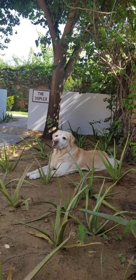 مبيت وإفطار A Dog'S Story, جايبور المظهر الخارجي الصورة